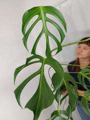 Monstera Burle Marx Flame XXL