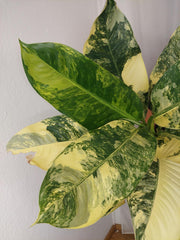 Dieffenbachia Big Ben Aurea