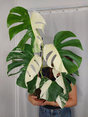 Monstera Variegata Halfmoon (zum aussuchen)