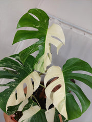 Monstera Variegata Halfmoon (zum aussuchen)