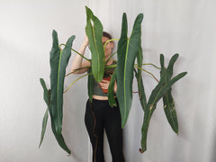 Philodendron Spiritus Sancti Adult
