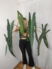 Philodendron Spiritus Sancti Adult