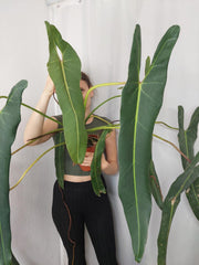 Philodendron Spiritus Sancti Adult