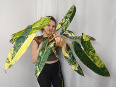 Philodendron Billietiae Variegata XXL