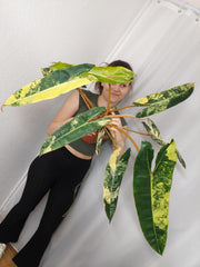 Philodendron Billietiae Variegata XXL