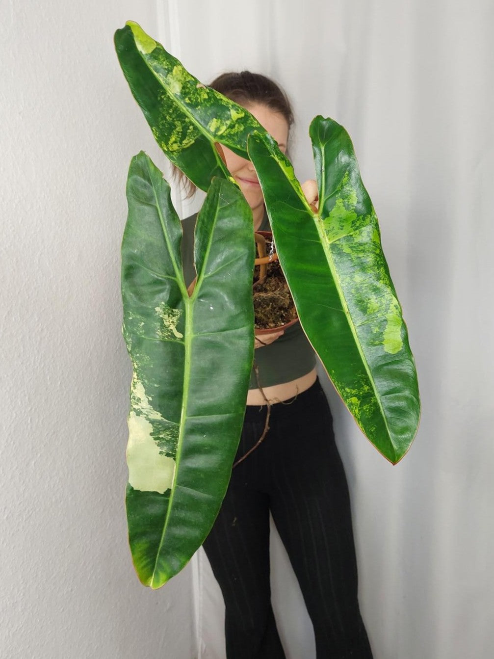 Philodendron Billietiae Variegata XXL