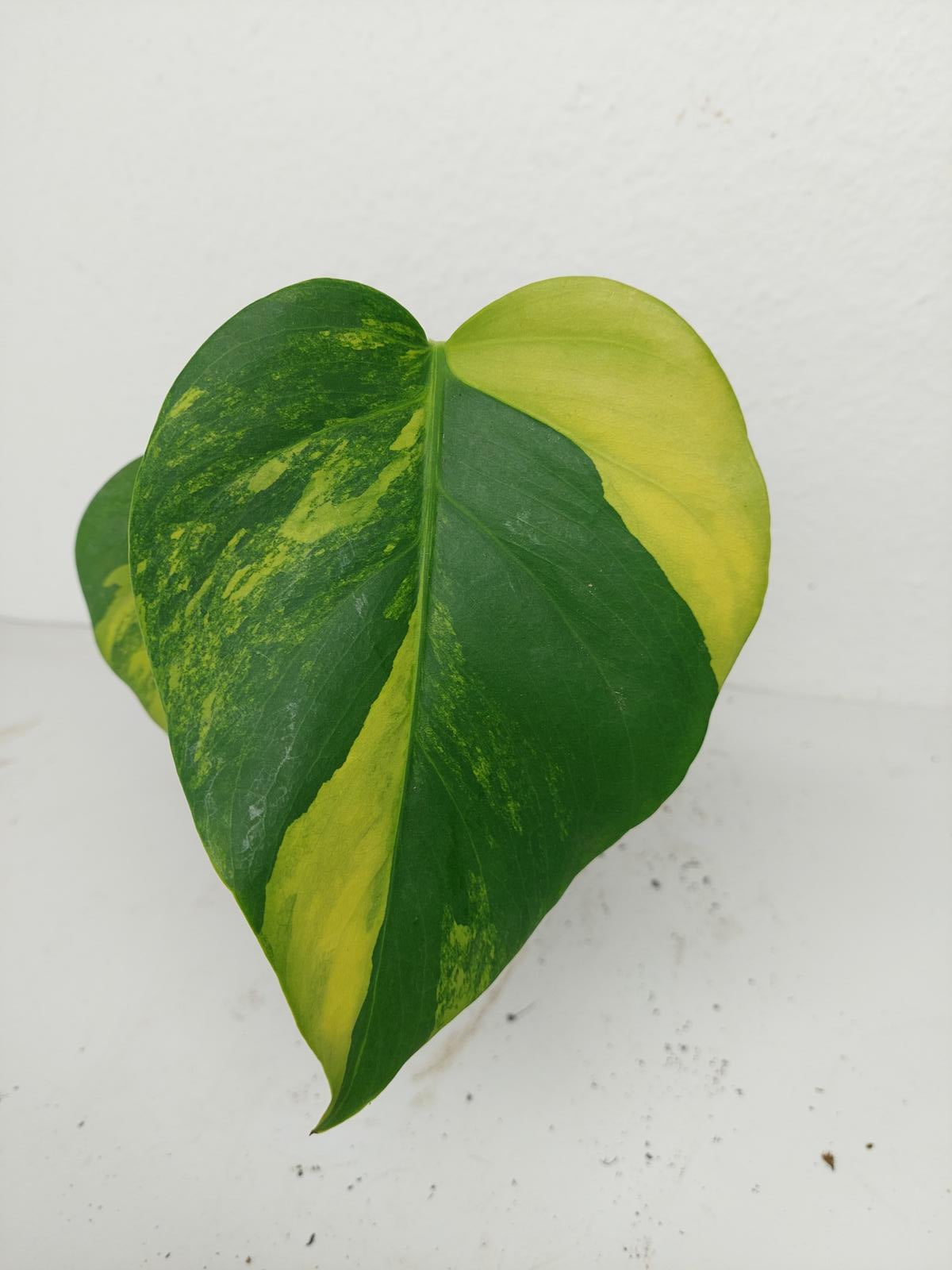 Monstera Green on Green Steckling (zum aussuchen)