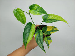 Monstera Siltepecana Aurea