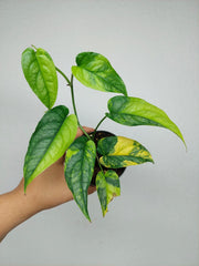 Monstera Siltepecana Aurea