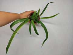 Anthurium Vittarifolium Aurea Variegata (zum aussuchen)