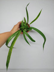 Anthurium Vittarifolium Aurea Variegata (zum aussuchen)