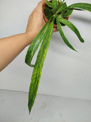 Anthurium Vittarifolium Aurea Variegata (zum aussuchen)