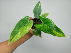Alocasia Sulawesi Green Carpet Variegata