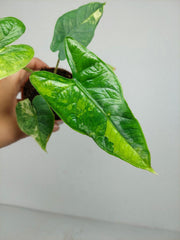 Alocasia Sulawesi Green Carpet Variegata