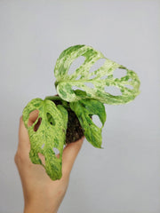 Monstera Frozen Freckles