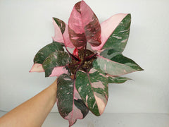 Philodendron Pink Princess Galaxy (zum aussuchen)
