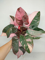 Philodendron Pink Princess Galaxy (zum aussuchen)