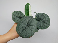 Sad Plants Alocasien