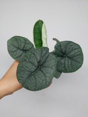 Sad Plants Alocasien