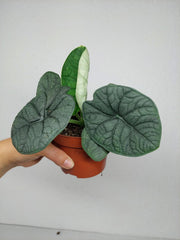 Sad Plants Alocasien