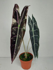 Alocasia Longiloba Purple
