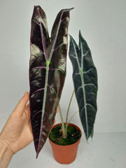 Alocasia Longiloba Purple
