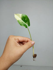 Alocasia Macrorrhiza Variegata babyplant