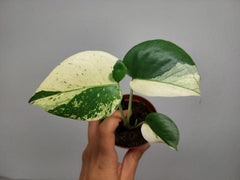 Monstera Jungle Mint