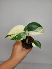 Monstera Jungle Mint