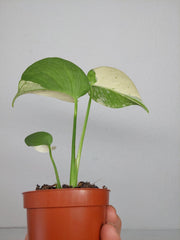 Monstera Jungle Mint