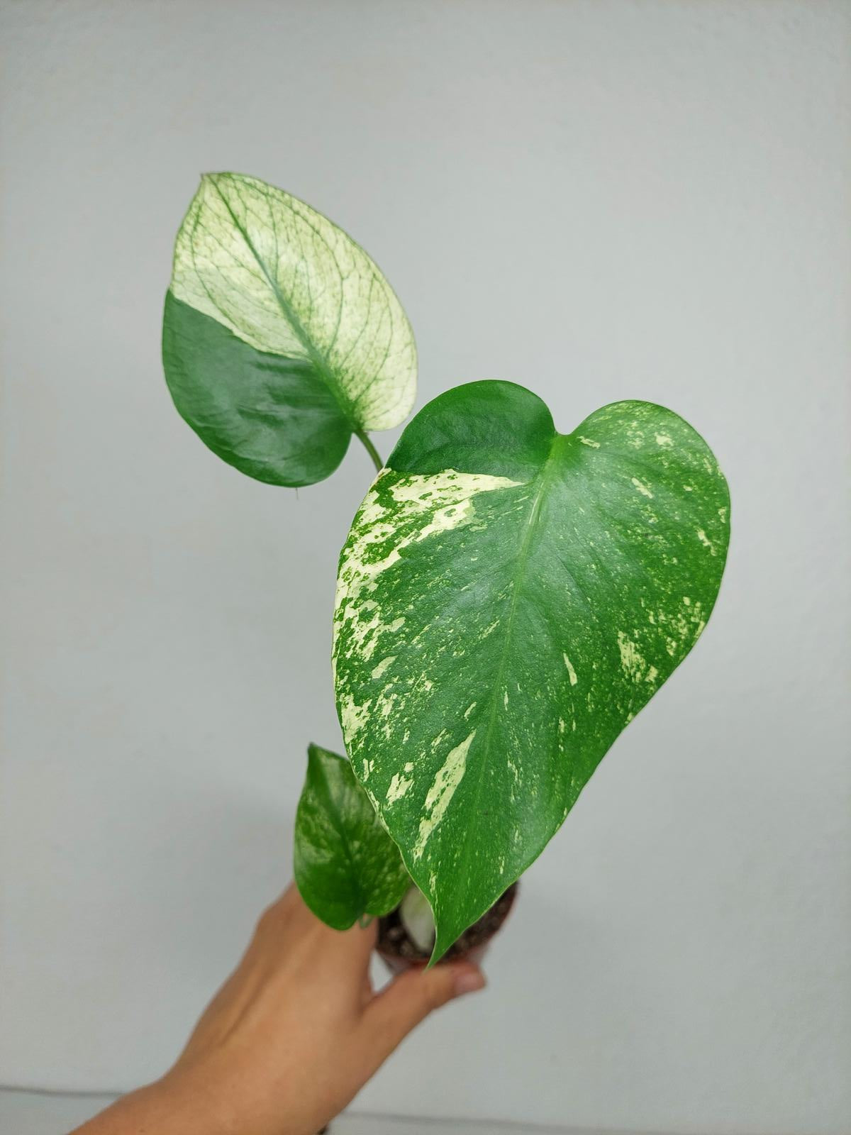 Monstera Jungle Mint