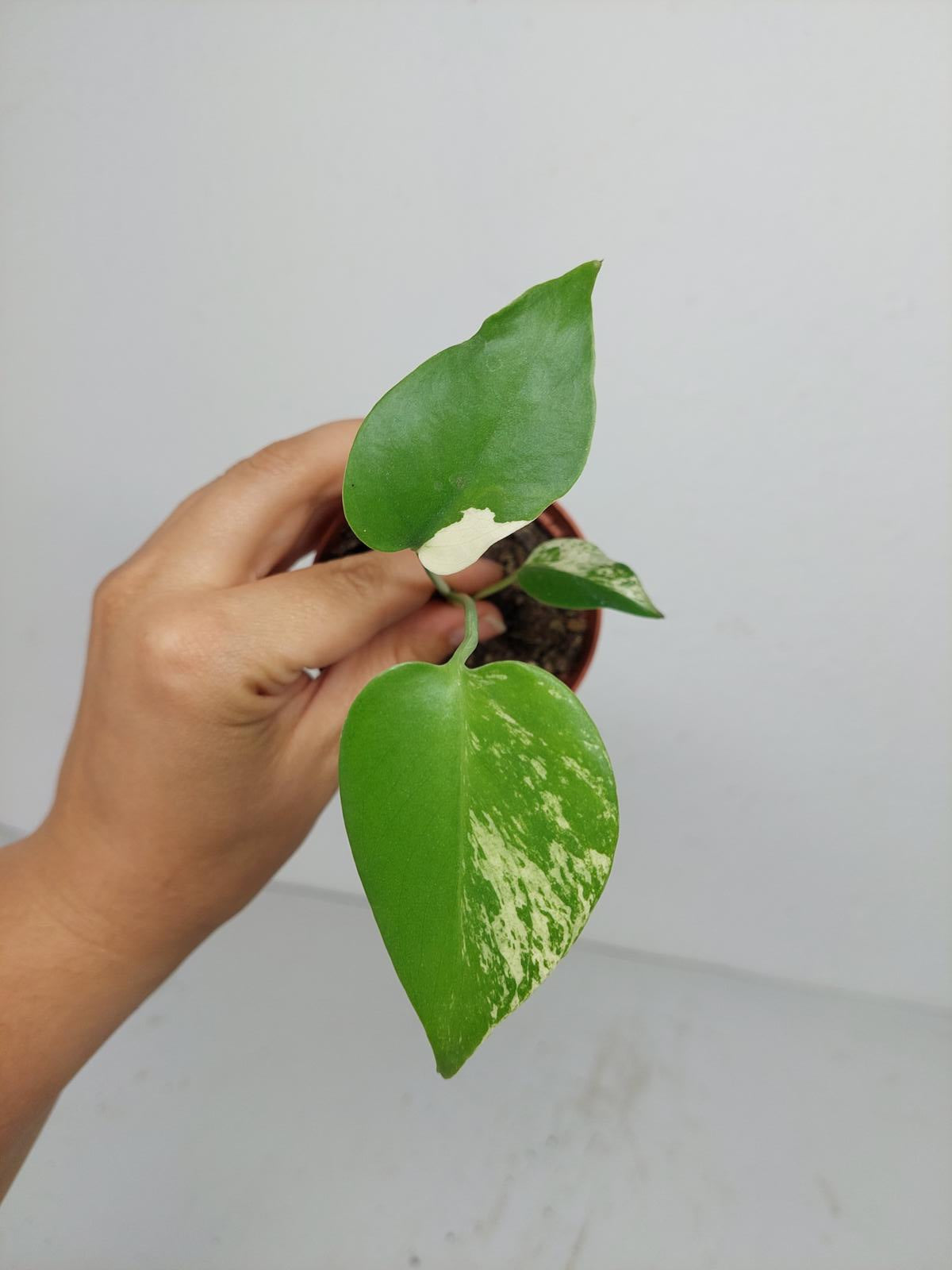 Monstera Jungle Mint