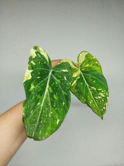 Philodendron Gloriosum Tricolor Steckling