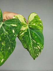 Philodendron Gloriosum Tricolor Steckling