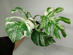 Sad Plants