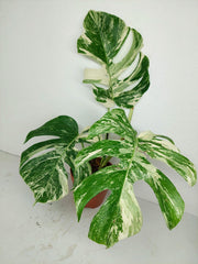 Sad Plants