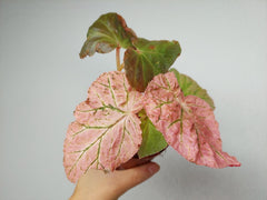 Begonia Midnight Sun Variegata