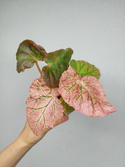 Begonia Midnight Sun Variegata