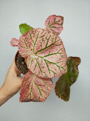 Begonia Midnight Sun Variegata