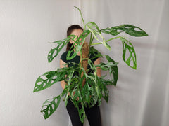 Monstera Adansonii Indonesian Marble
