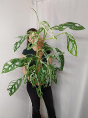 Monstera Adansonii Indonesian Marble
