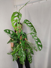Monstera Adansonii Indonesian Marble