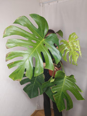 Monstera Green on Green