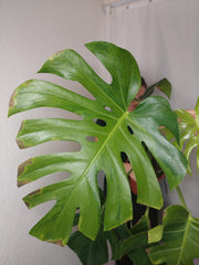 Monstera Green on Green