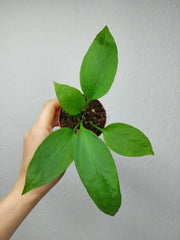 Anthurium Vittarifolium baby