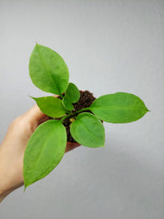 Anthurium Vittarifolium baby