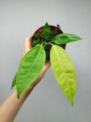 Anthurium Legume