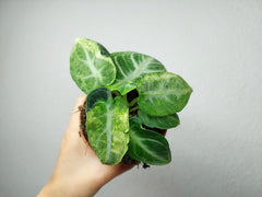 Alocasia Ninja Tricolor