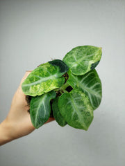 Alocasia Ninja Tricolor