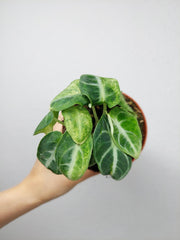 Alocasia Ninja Tricolor